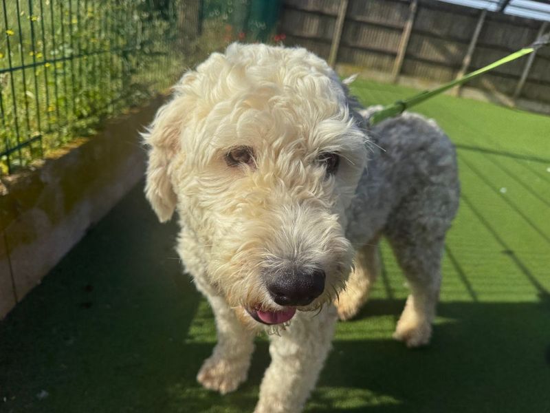 undefined | Old English Sheepdog | undefined - 1