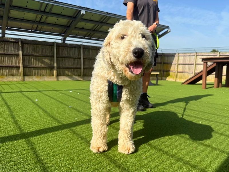 undefined | Old English Sheepdog | undefined - 3