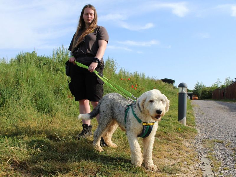 undefined | Old English Sheepdog | undefined - 2