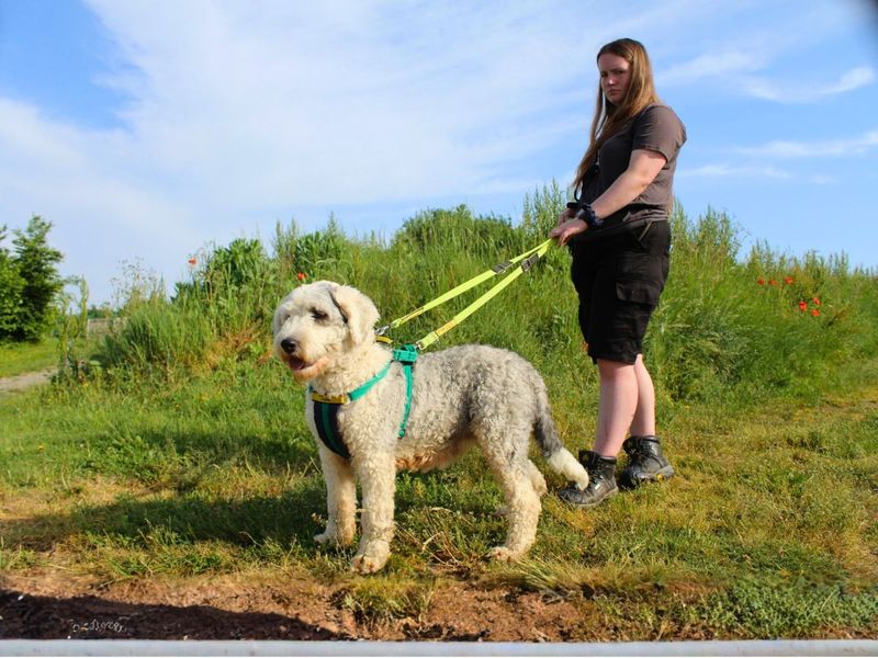 undefined | Old English Sheepdog | undefined - 1