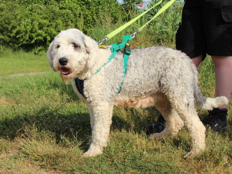 undefined | Old English Sheepdog | undefined - 3
