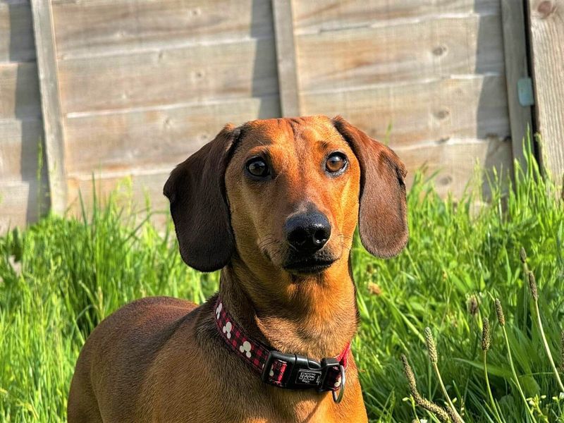 Dachshund Dogs And Puppies For Adoption