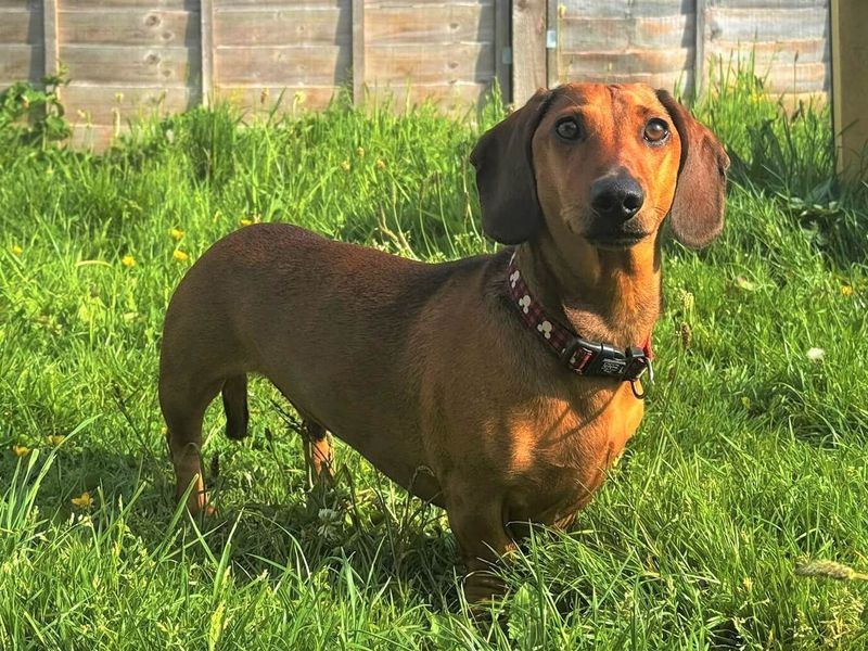 undefined | Dachshund (Smooth Haired) | undefined - 2