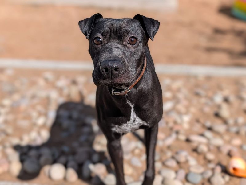 undefined | Whippet Cross | undefined - 6