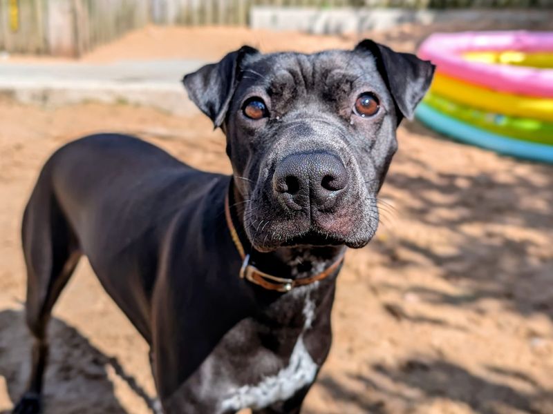 undefined | Whippet Cross | undefined - 3