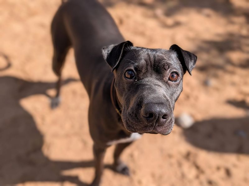 undefined | Whippet Cross | undefined - 2