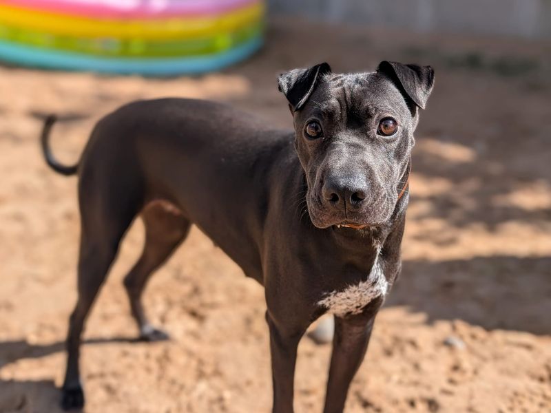 undefined | Whippet Cross | undefined - 10