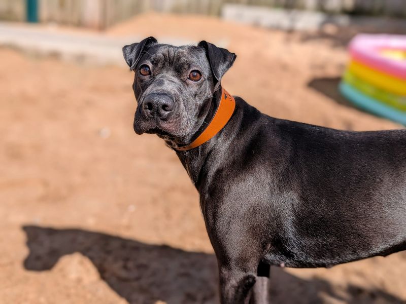 undefined | Whippet Cross | undefined - 8