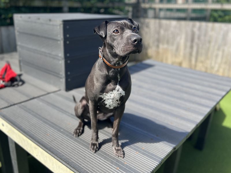 undefined | Whippet Cross | undefined - 4