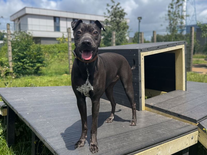 undefined | Whippet Cross | undefined - 1