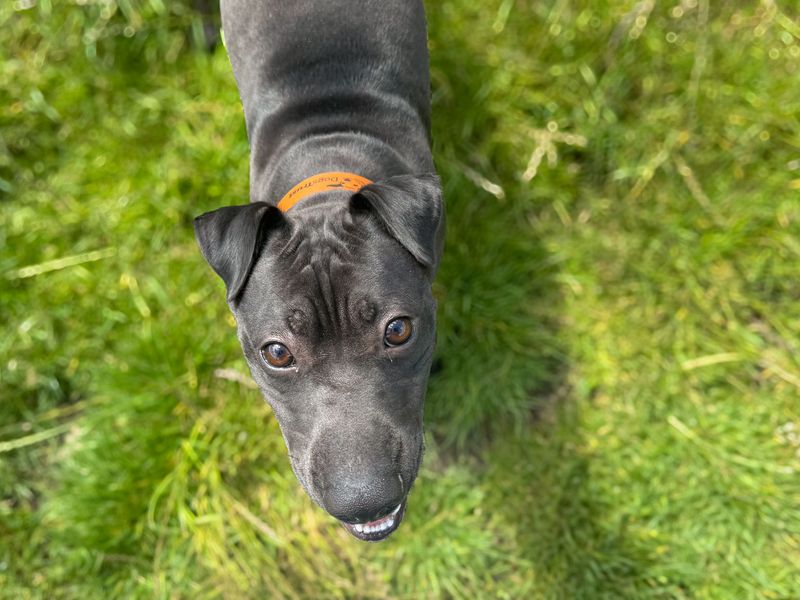 undefined | Whippet Cross | undefined - 7