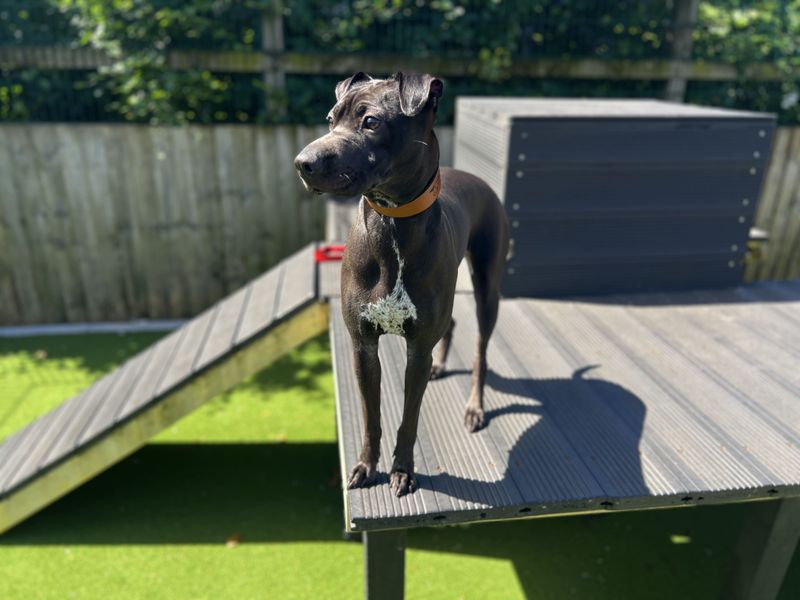 undefined | Whippet Cross | undefined - 5
