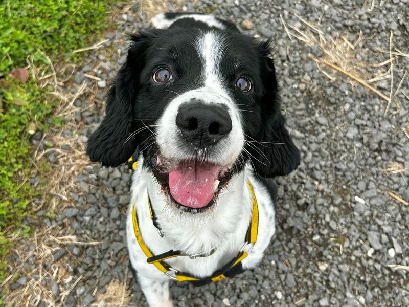 Fred | Spaniel (English Springer) | Ballymena (Northern Ireland) - 1