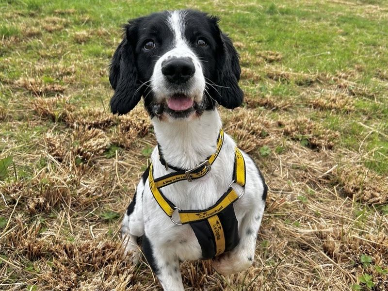 Fred | Spaniel (English Springer) | Ballymena (Northern Ireland) - 2