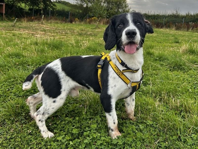 Fred | Spaniel (English Springer) | Ballymena (Northern Ireland) - 3