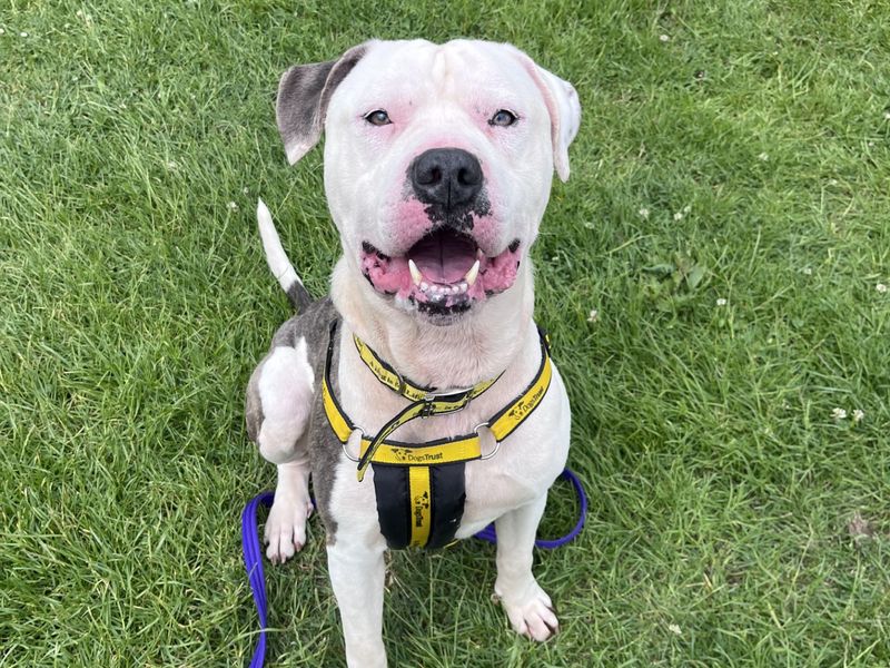 American Bulldog Dogs And Puppies For Adoption