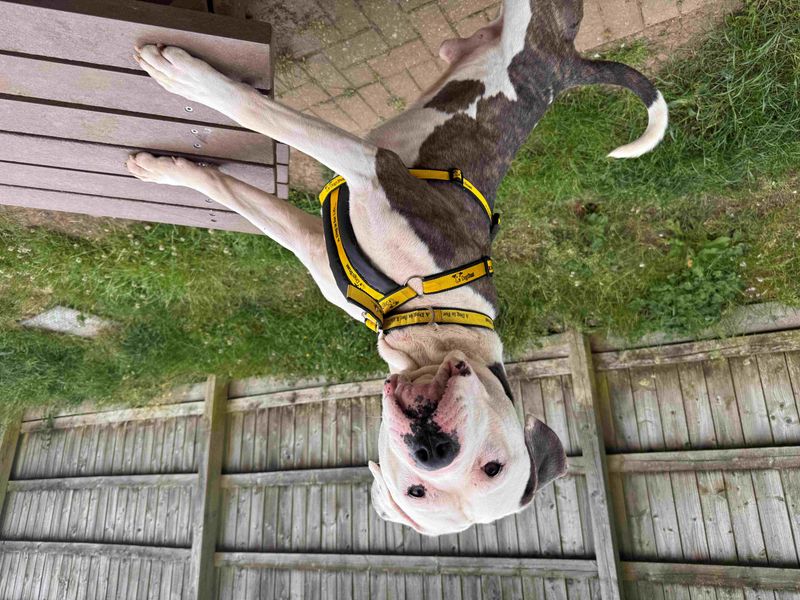 undefined | American Bulldog | undefined - 2