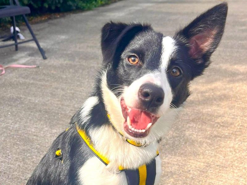 Border Collie Dogs And Puppies For Adoption