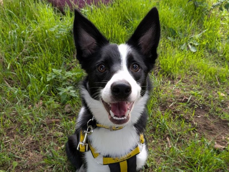 Teeny | Collie (Border) | Snetterton (Norfolk) - 4