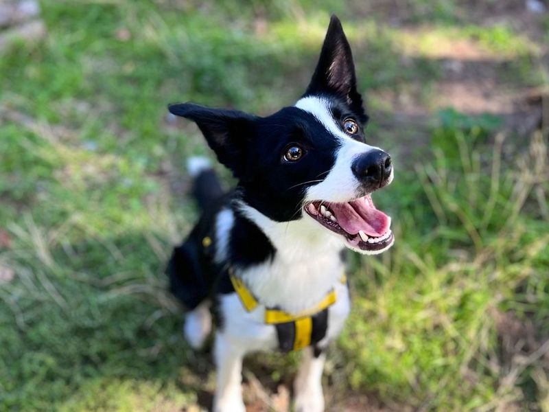 Teeny | Collie (Border) | Snetterton (Norfolk) - 3