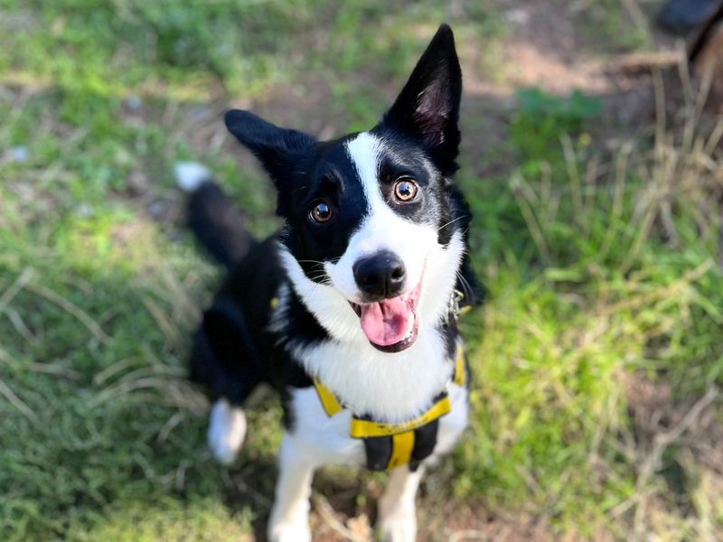 Teeny | Collie (Border) | Snetterton (Norfolk) - 2