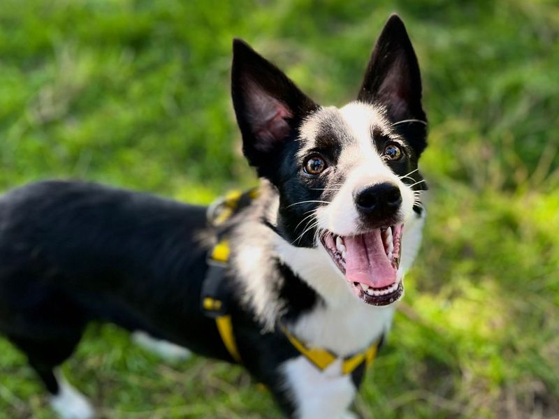Teeny | Collie (Border) | Snetterton (Norfolk) - 5