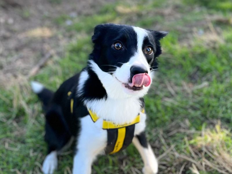 Teeny | Collie (Border) | Snetterton (Norfolk) - 6