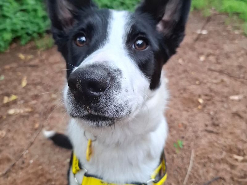 undefined | Collie (Border) | undefined - 2