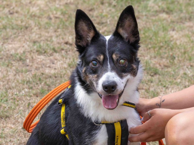 Ziggy | Collie (Border) | Loughborough - 2