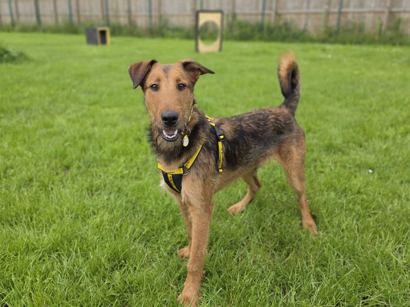 Tahini | Terrier (Airedale) Cross | West Calder (Edinburgh) - 3