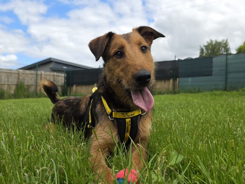 Tahini | Terrier (Airedale) Cross | West Calder (Edinburgh) - 1