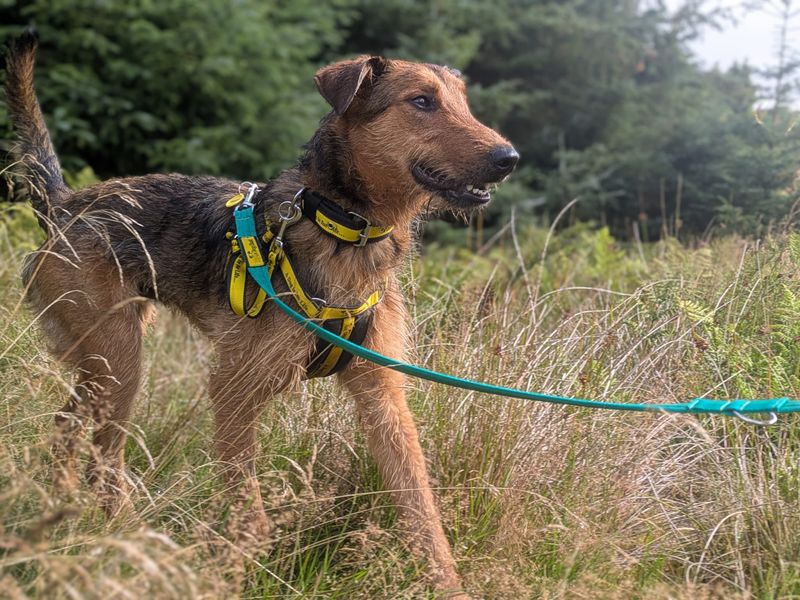 Tahini | Terrier (Airedale) Cross | West Calder (Edinburgh) - 2