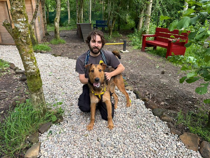 Tahini | Terrier (Airedale) Cross | West Calder (Edinburgh) - 5