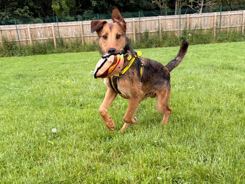 Tahini | Terrier (Airedale) Cross | West Calder (Edinburgh) - 4