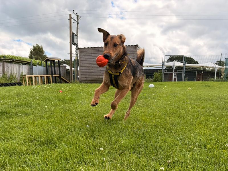 Tahini | Terrier (Airedale) Cross | West Calder (Edinburgh) - 6