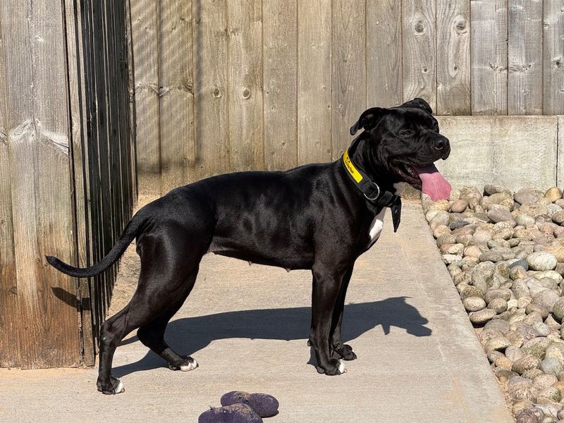Staffordshire Bull Terrier Dogs And Puppies For Adoption