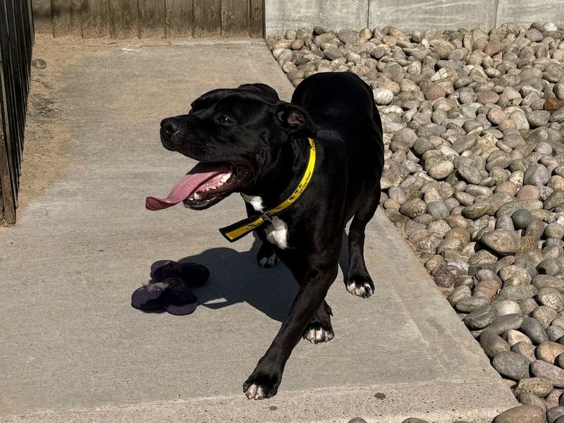 Mavis - Image 2 of 8