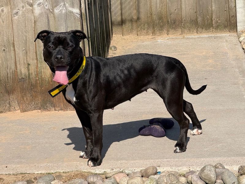 Mavis - Image 6 of 8