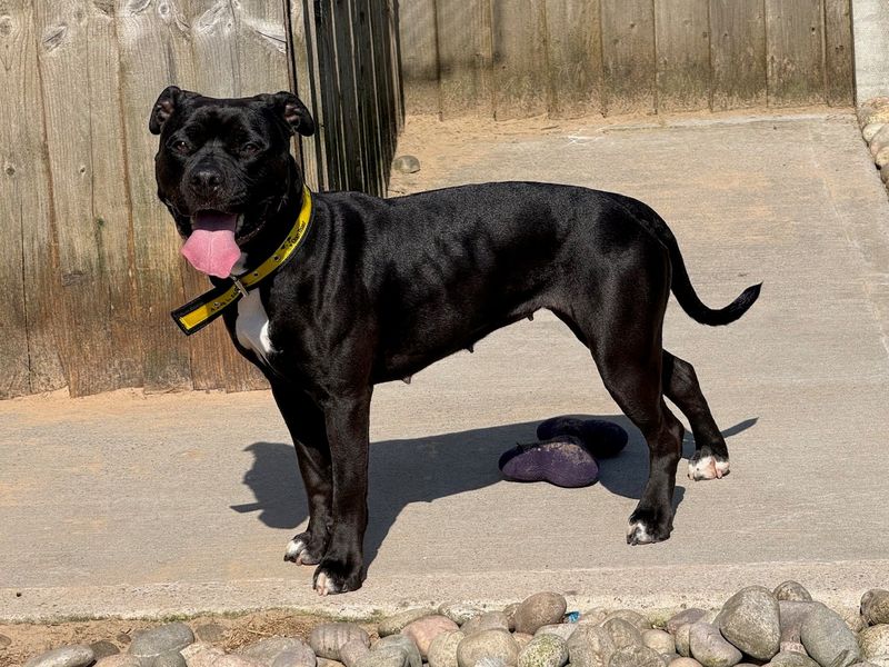 Mavis - Image 4 of 8