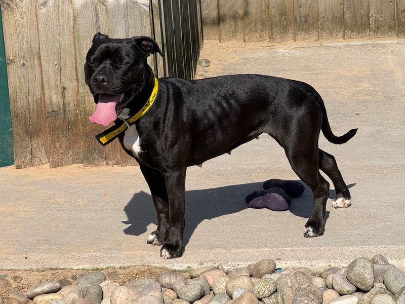 Mavis - Image 8 of 8