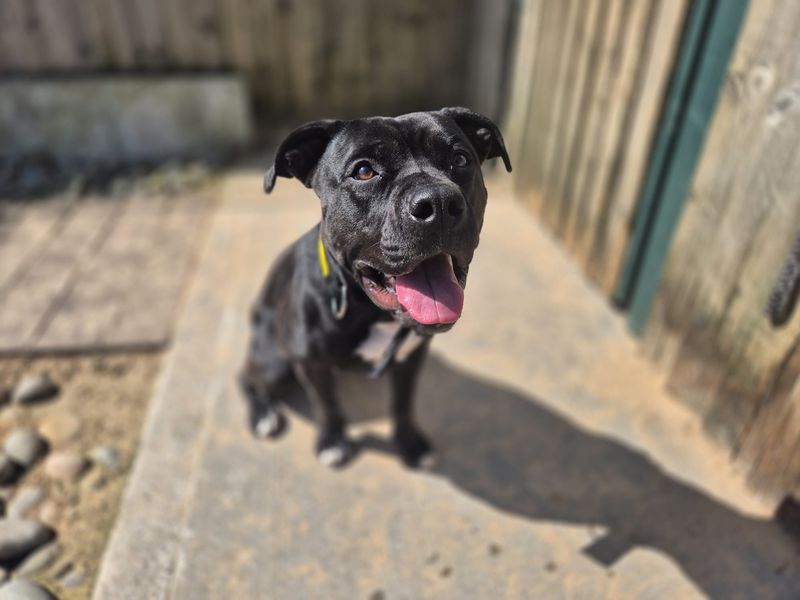 Mavis - Image 3 of 8