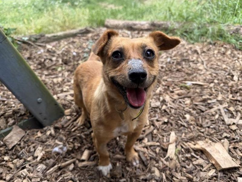 Lady | Terrier (Jack Russell) | Snetterton (Norfolk) - 2