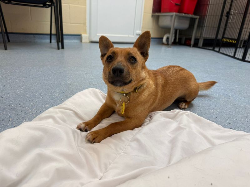undefined | Terrier (Jack Russell) | undefined - 3
