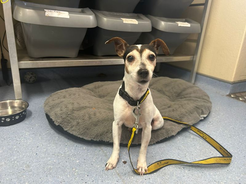 Esther | Terrier (Jack Russell) | Cardiff - 2