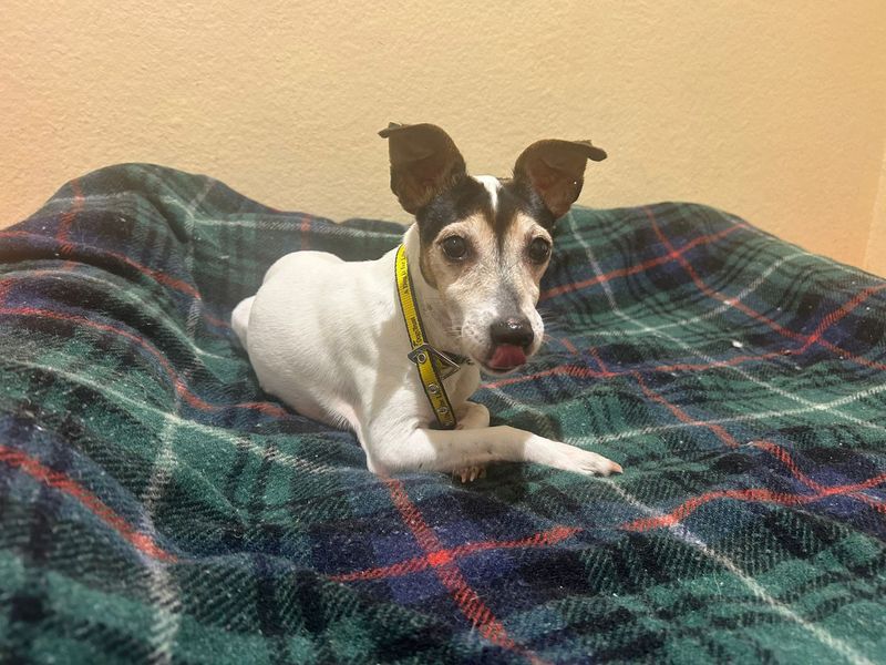 Esther | Terrier (Jack Russell) | Cardiff - 4