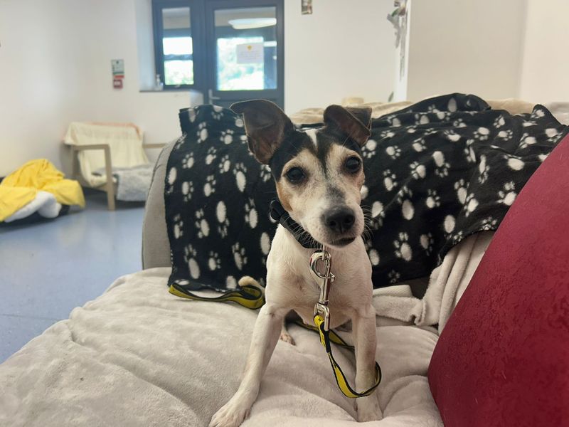 Esther | Terrier (Jack Russell) | Cardiff - 3