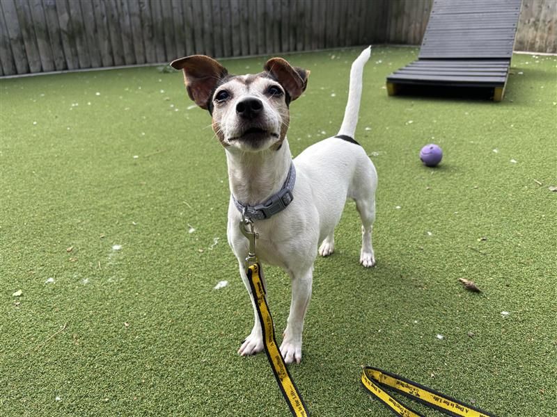 Esther | Terrier (Jack Russell) | Cardiff - 4