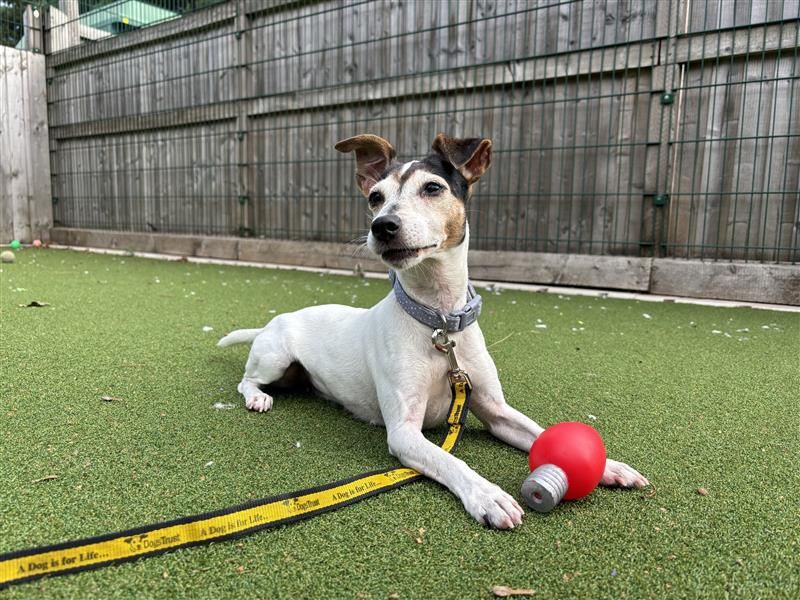 Esther | Terrier (Jack Russell) | Cardiff - 1