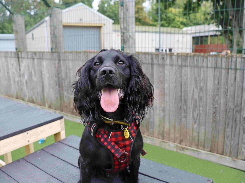 Franklin | Spaniel (Cocker) Cross | Glasgow - 2
