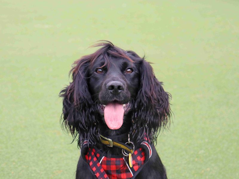 Franklin | Spaniel (Cocker) Cross | Glasgow - 4